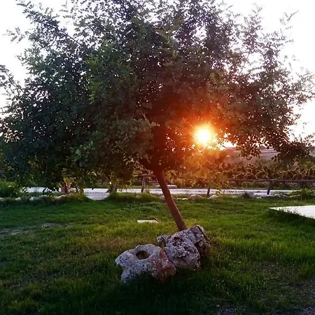 Agri Sophia *